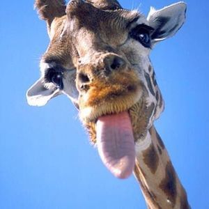 Meet your Posher, Darla